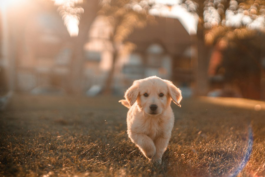 2026 Yavru Kedi ve Köpek Aşı Takvimi Rehberi