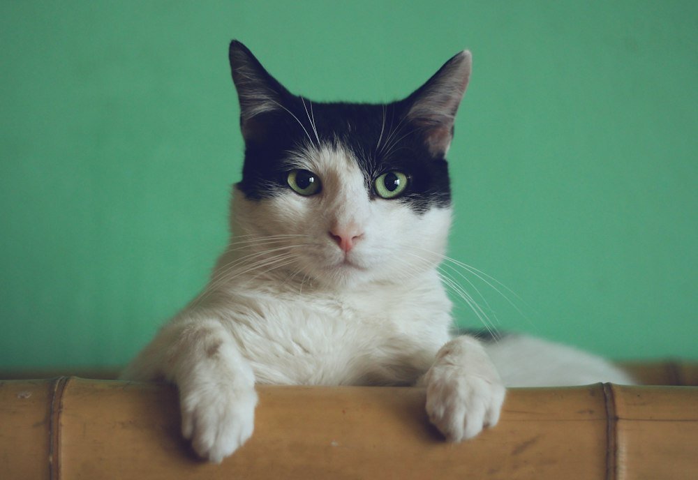 Cat-Friendly Pheromone Suite
